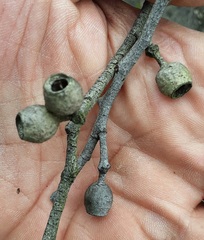 Eucalyptus stricta