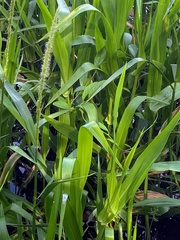 Hymenachne amplexicaulis