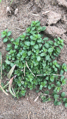 Stellaria apetala