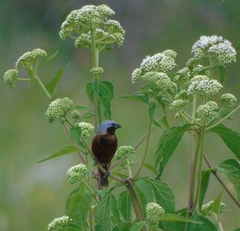 Sporophila ruficollis