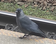 Corvus monedula