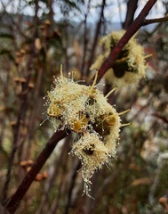 Eucalyptus stricta
