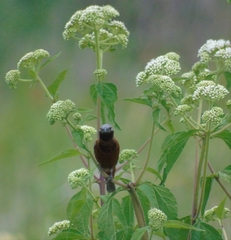 Sporophila ruficollis