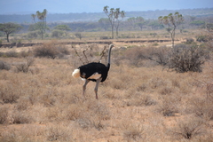 Struthio molybdophanes