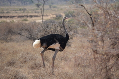 Struthio molybdophanes