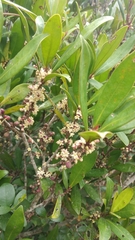Myrsine seguinii
