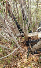Eucalyptus stricta