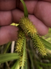 Carex fascicularis