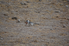 Tockus erythrorhynchus