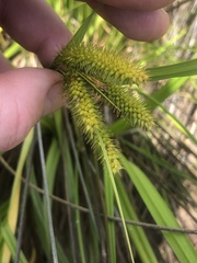 Carex fascicularis