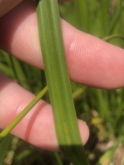 Carex fascicularis