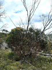 Eucalyptus stricta