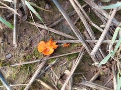 Melastiza cornubiensis