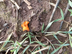 Melastiza cornubiensis