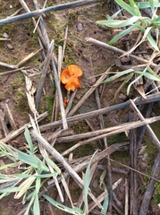 Melastiza cornubiensis