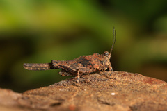 Danielatettix caudatus