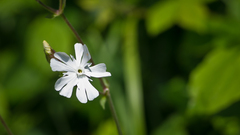 Silene latifolia