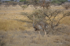 Struthio molybdophanes