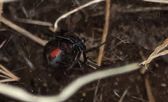 Latrodectus mirabilis