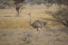 Struthio molybdophanes