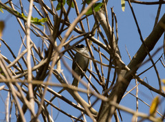 Phaenicophilus palmarum