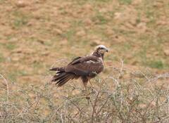 Circus aeruginosus