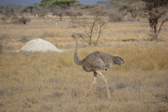 Struthio molybdophanes