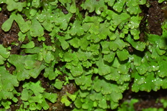 Cyathodium cavernarum