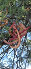 Prosopis caldenia