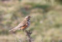 Turdus iliacus