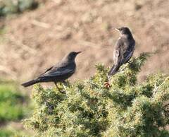 Turdus torquatus