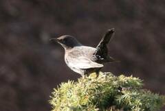 Turdus torquatus