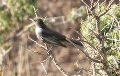 Turdus torquatus