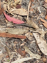 Lampropholis guichenoti