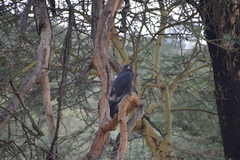 Buteo augur