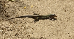 Pholidoscelis exsul