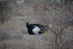 Struthio molybdophanes