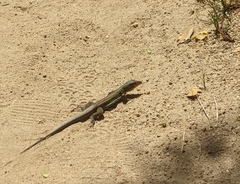 Pholidoscelis exsul