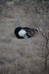 Struthio molybdophanes