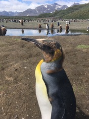 Aptenodytes patagonicus