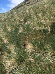 Poa flabellata