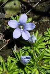 Craterocapsa tarsodes