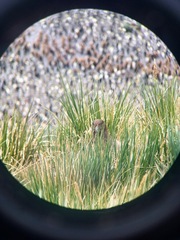 Stercorarius antarcticus