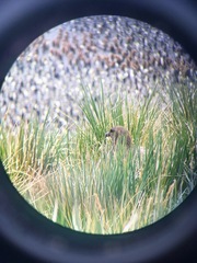 Stercorarius antarcticus