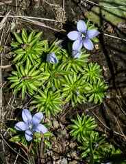 Craterocapsa tarsodes