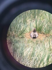 Stercorarius antarcticus