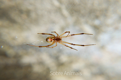 Latrodectus geometricus