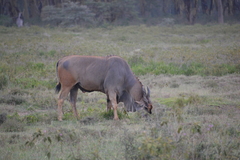 Tragelaphus oryx pattersonianus