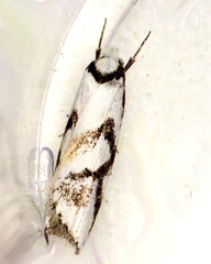 Cosmaresta anarrecta