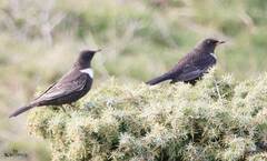 Turdus torquatus